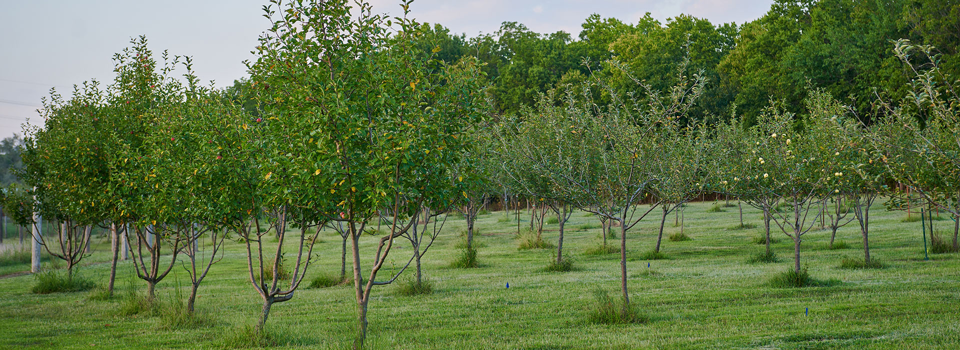 u pick apple orchard at maple leaf orchards