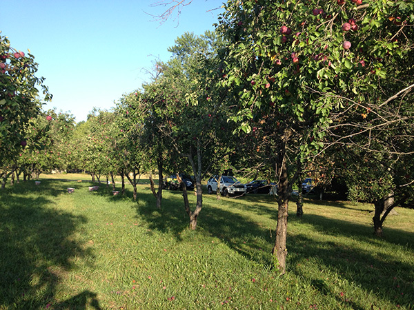 apple trees red apples baldwin city orchard