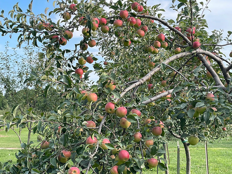 baldwin city orchard apple tree with heavy fruit