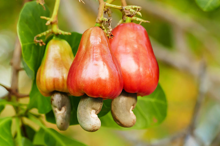 cashew fruit on tree
